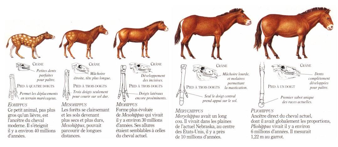 evolution du cheval