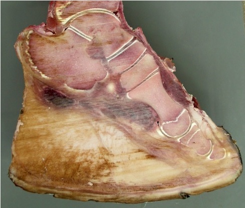 Coupe pied d'éléphant