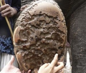 dPdkisQxmwqLNjE-556x313-noPad