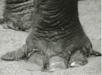 elephant_foot