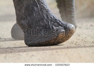 stock-photo-african-elephant-foot-105507623