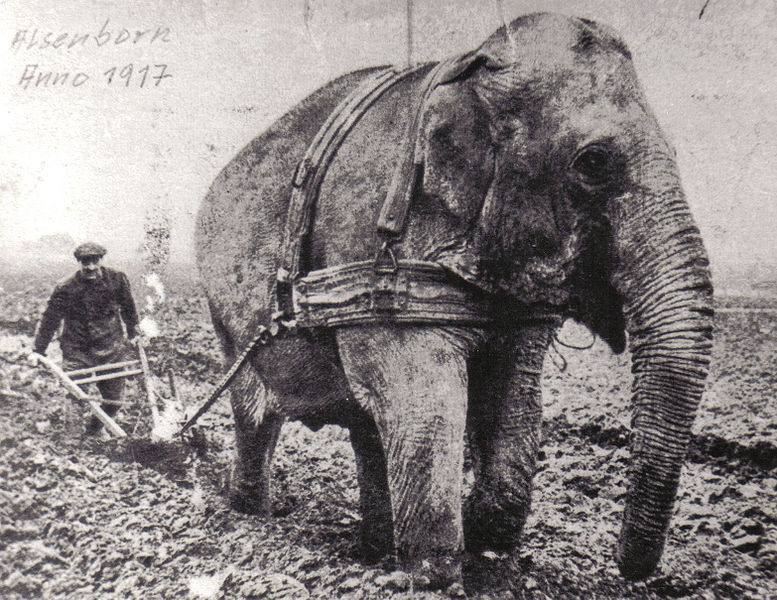 éléphant labours