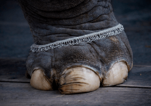 elephant foot india