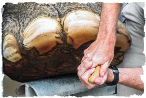 elephant-pedicure-1-999-framed