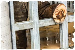 elephant-pedicure-4-999-framed