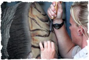 elephant-pedicure-8-framed