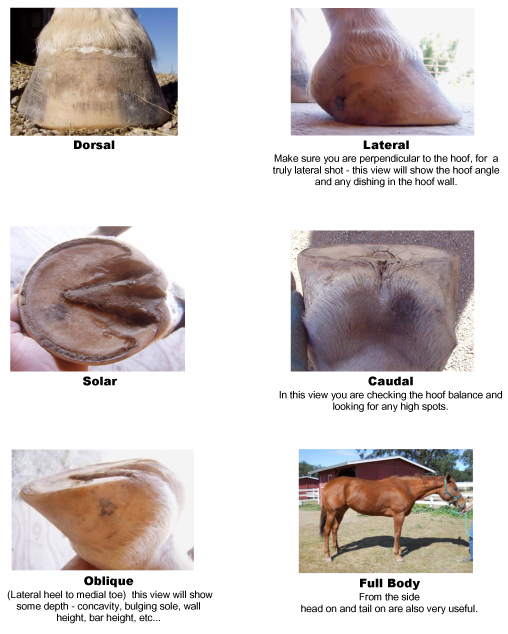 pics_hoof_copy