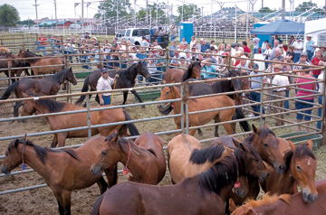 corral
