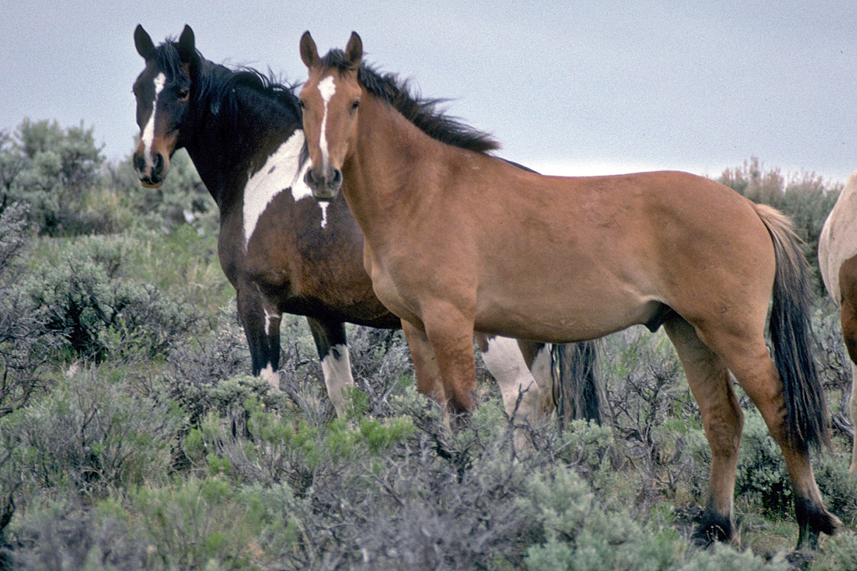 Wild_Horses_on_Steens_Mountain_(6983016963).jpg