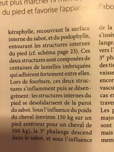 cheval santé1