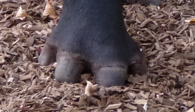 tapir