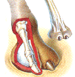 camelfoot