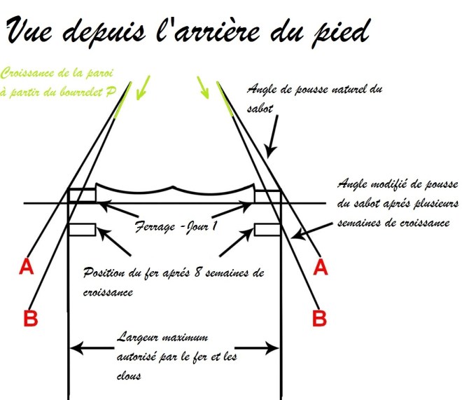 croissance paroi2