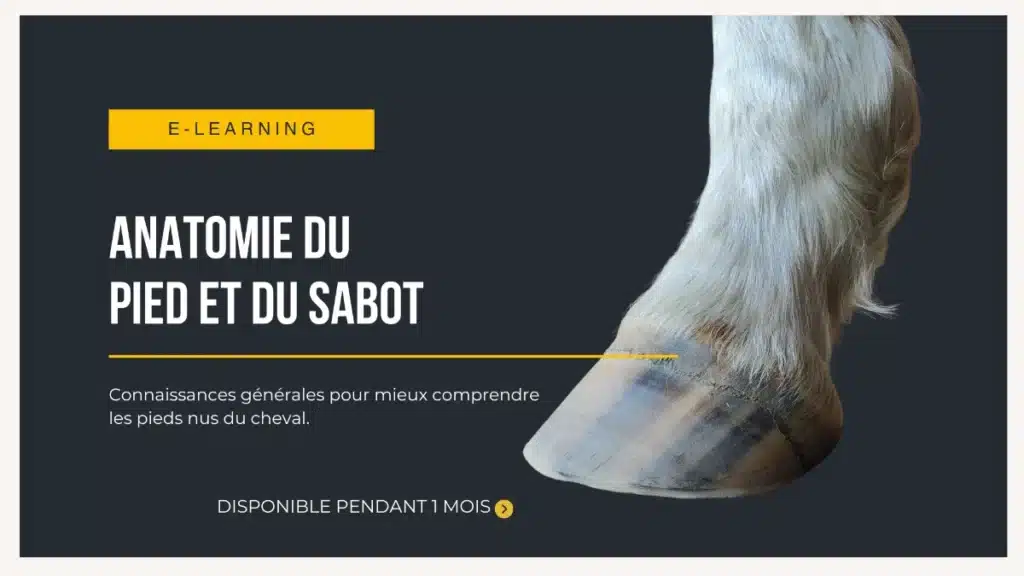 Formation en ligne sur l'anatomie du sabot du cheval