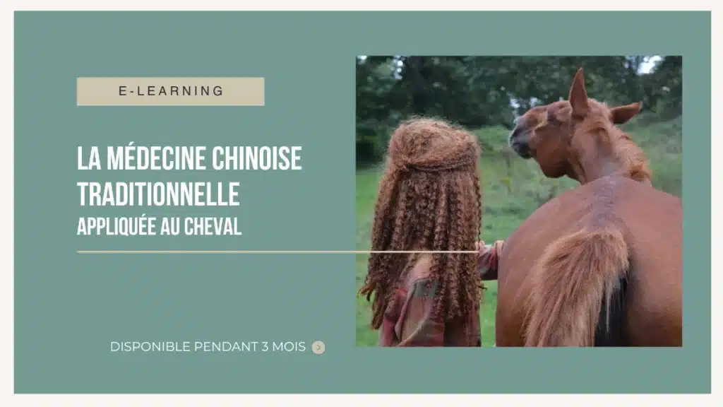 Formation en ligne sur la médecine traditionnelle chinoise adaptée aux chevaux