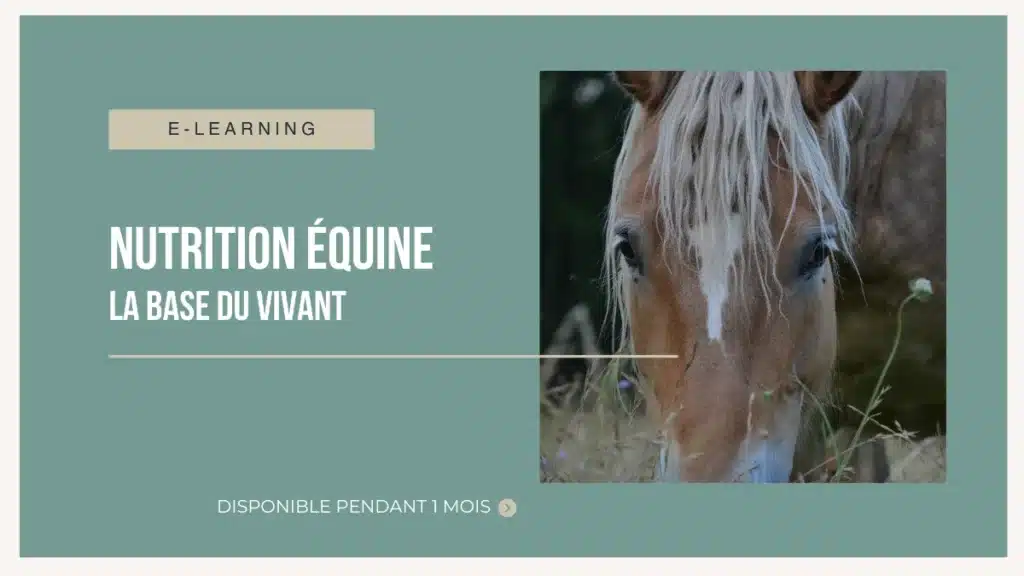 Formation en ligne sur les bases de la nutrition équine