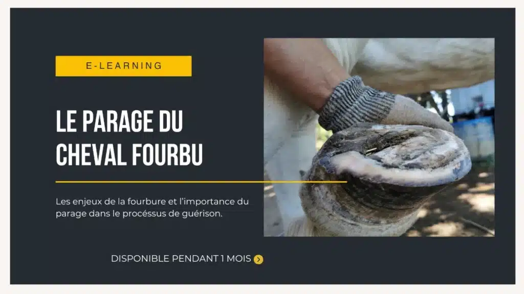 Formation en ligne sur le parage du cheval fourbu