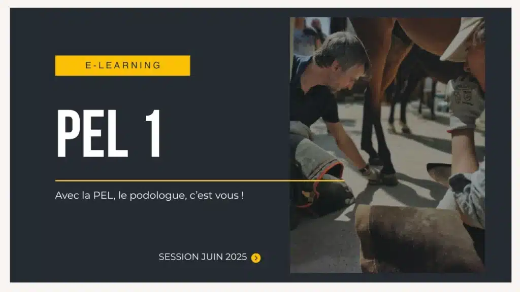 formation en ligne podologie équine libre - PEL 1