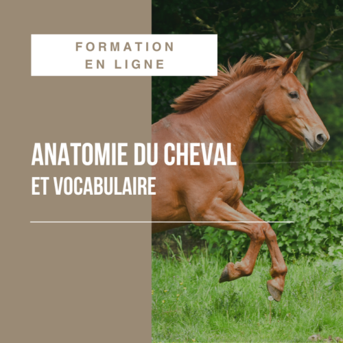 MODULE RAPIDE : Anatomie équine et vocabulaire